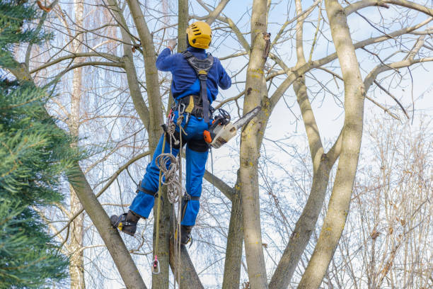 Professional Tree Care Services in Granby, MO